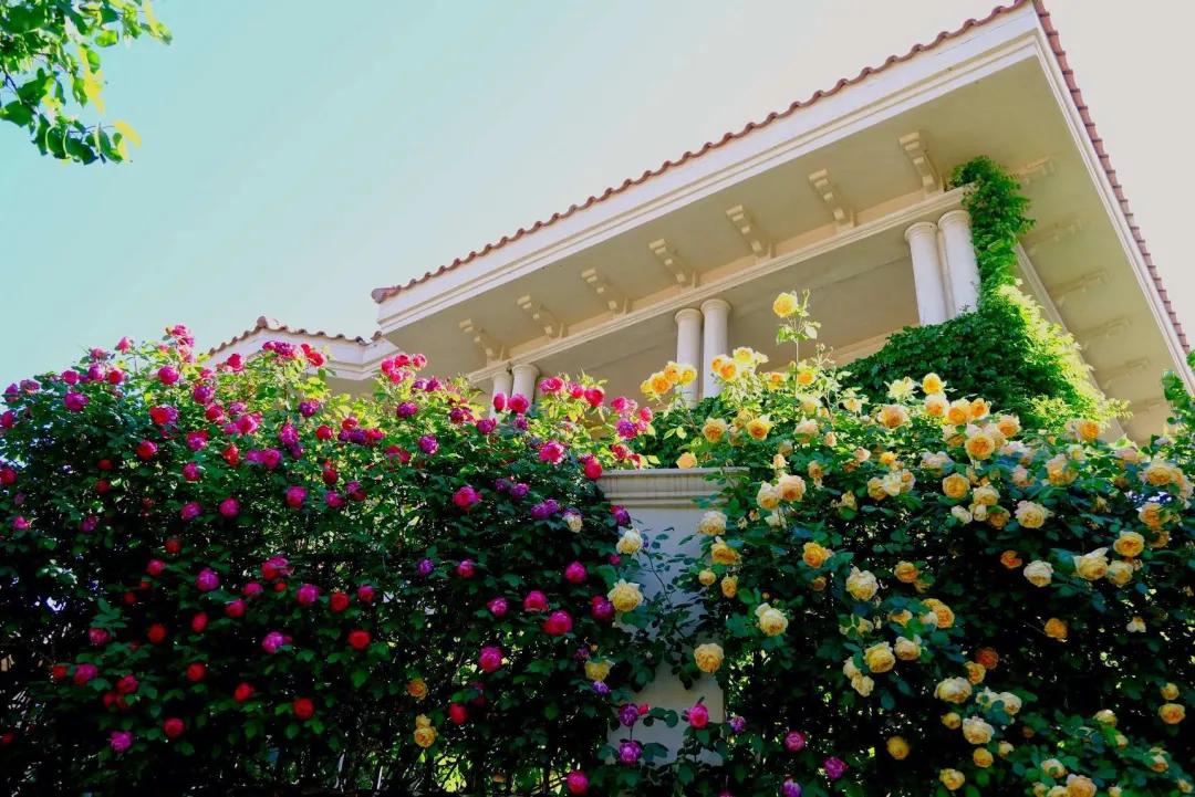 东北花园四季开花植物,北方一年四季都开花的花园