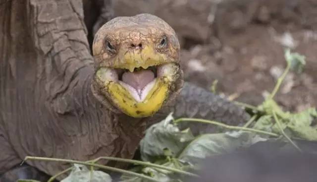 百岁老龟成功拯救物种,雄龟50年繁育800只幼龟