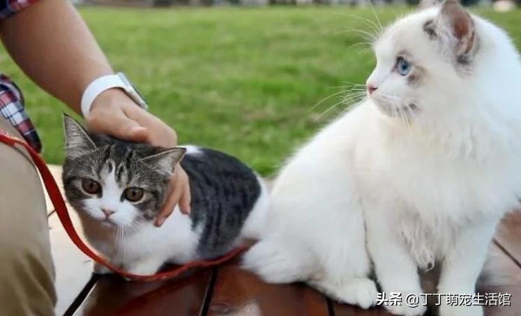 遛猫怎么才能让它不乱跑,遛猫怎么防止猫咪跑丢