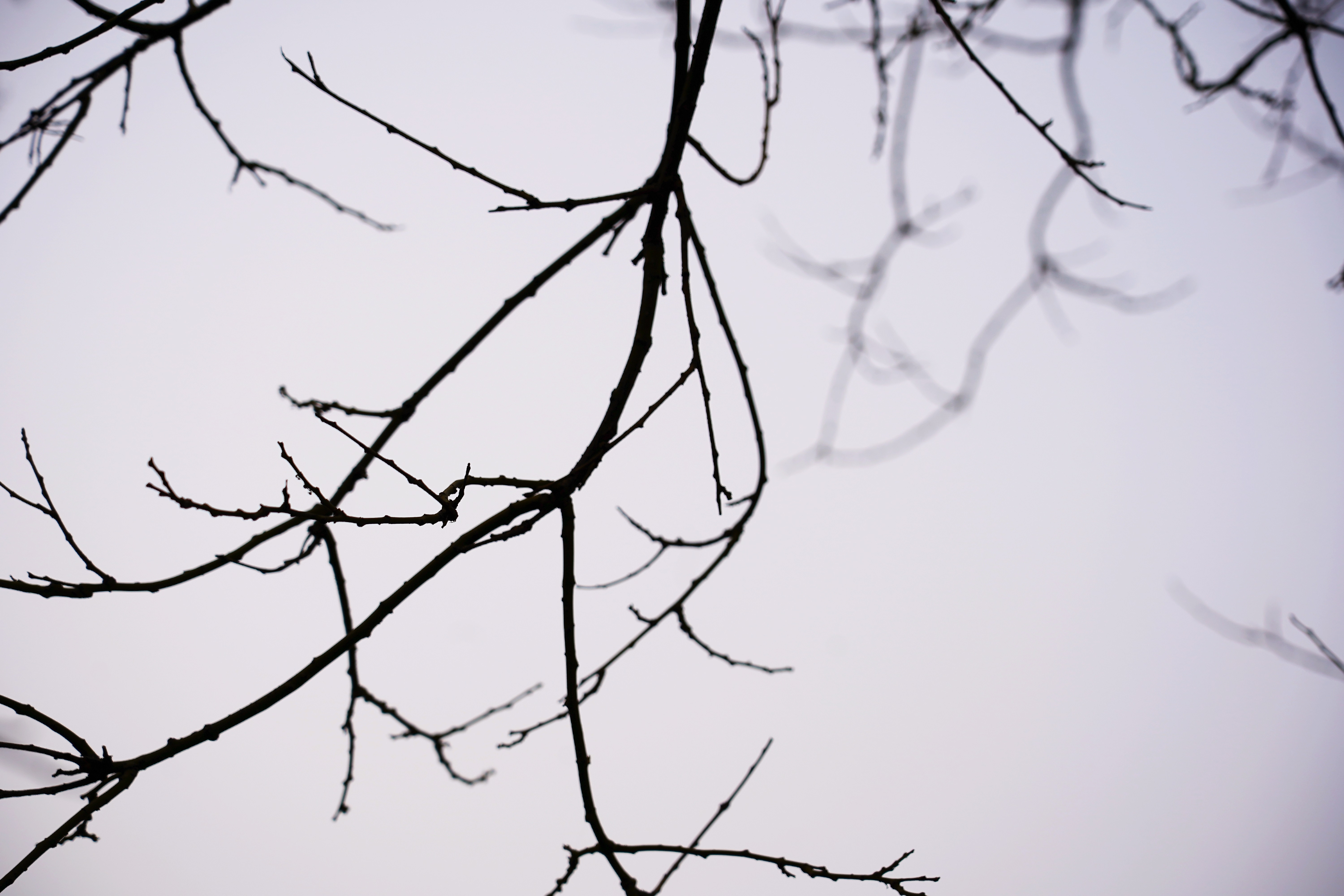 清波一勺买千钱？不能为武汉下一场樱花雨，不妨在这儿品百花香