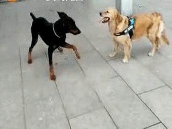 警惕性最高的十种狗,狗服从性训练有哪些