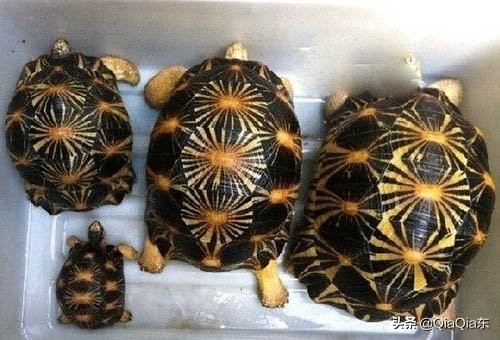 最常见的陆龟有哪些品种,陆龟的种类有哪些陆龟品种大全