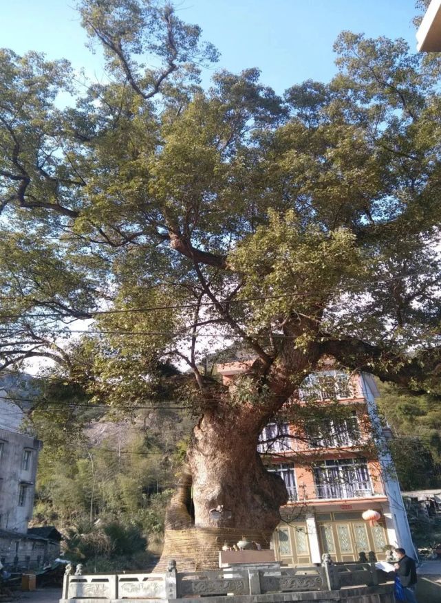 温州乐清900多岁的“树王”,长这样