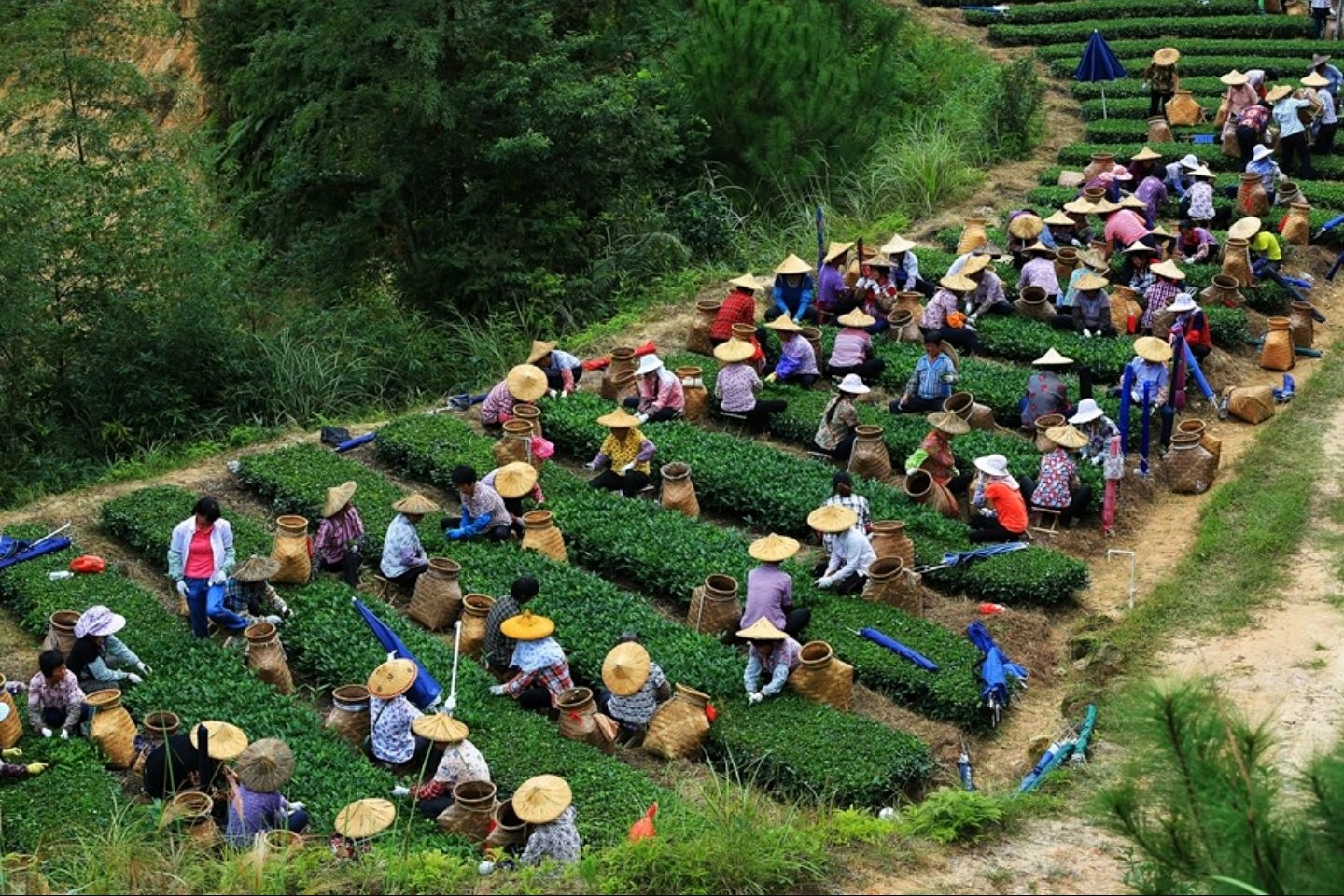 无与伦比的兰花香，低迷的铁观音，茶叶王国里铁观音的兴衰成败