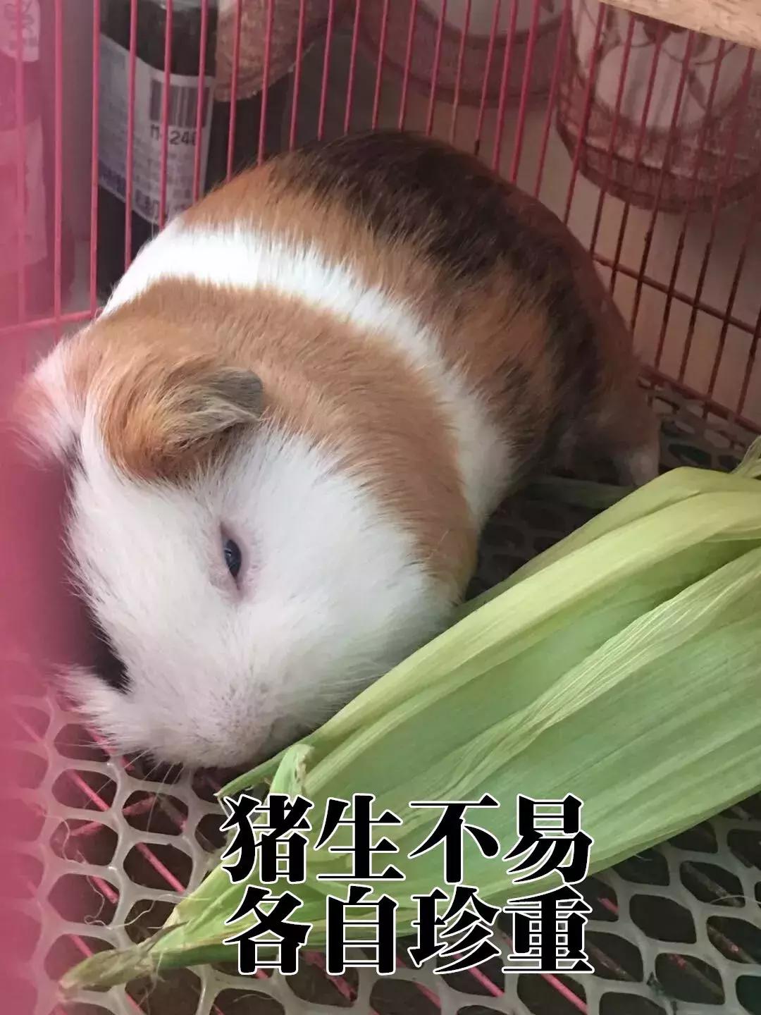 荷兰猪为什么这么胖,荷兰猪怎么一直吃东西