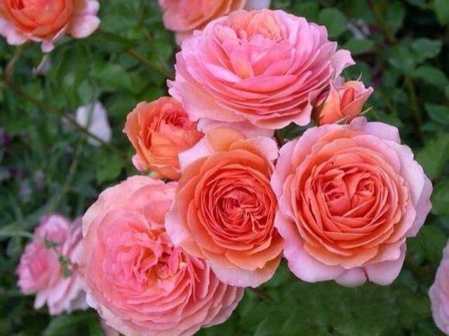 养花怎么能让叶子油绿,月季叶绿怎么养