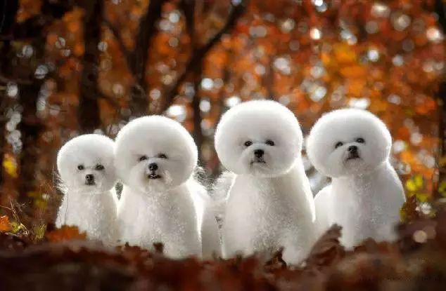 72种名犬分类介绍及图片,72种名犬及图片