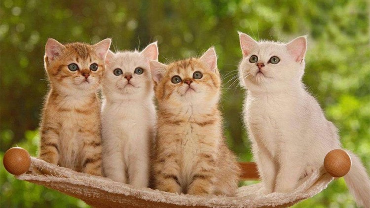 猫咪吃可怕的糖果,盘点猫咪吃了雪糕的表现