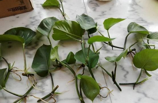 绿萝怎么造型更好看,大绿萝怎么做造型好看