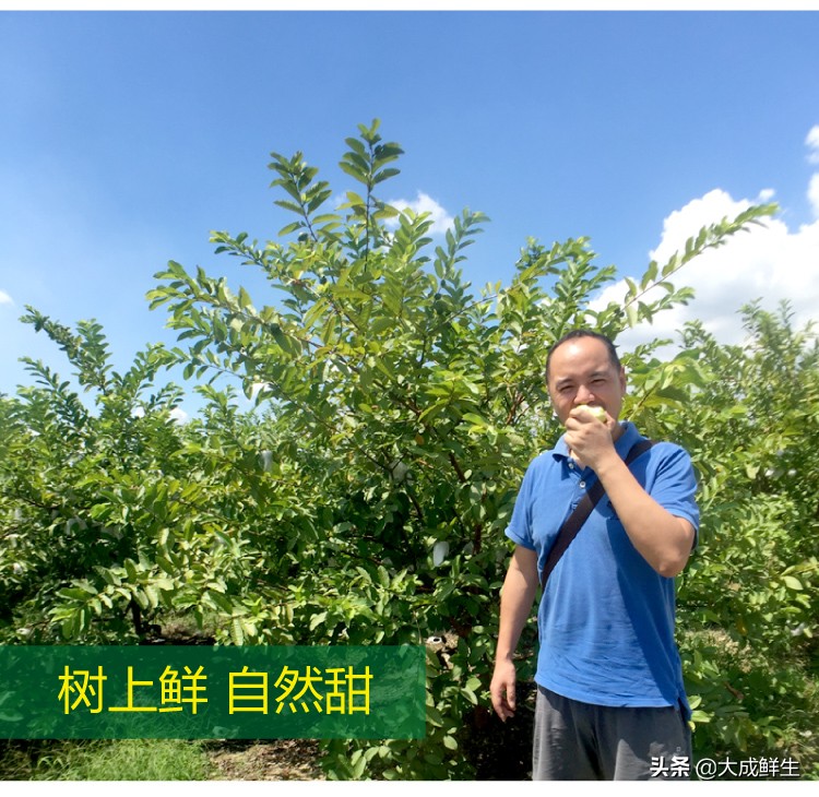 番石榴和芭乐是一种水果吗,芭乐和番石榴是同一个水果吗