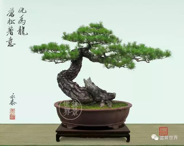松树盆景经典大片,大斜杆式盆景得金奖作品松树