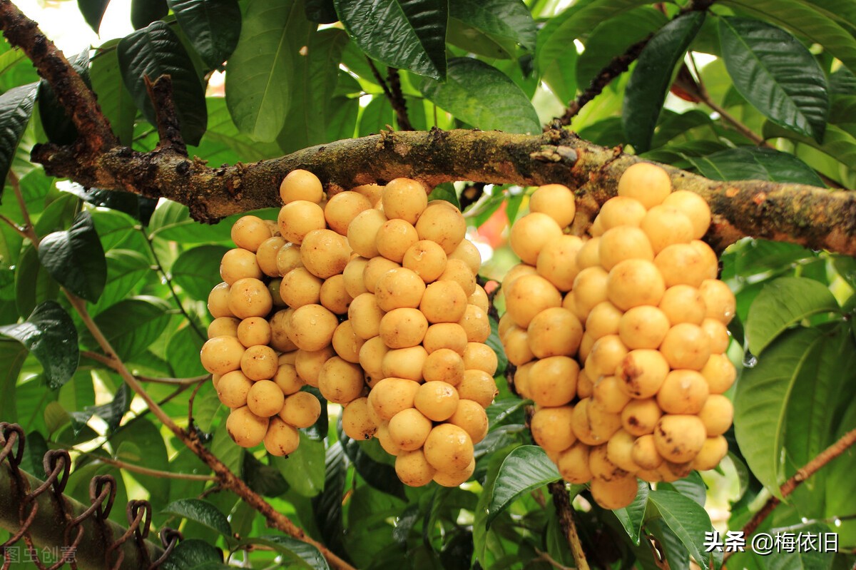 中暑解暑水果,中暑没胃口吃什么水果