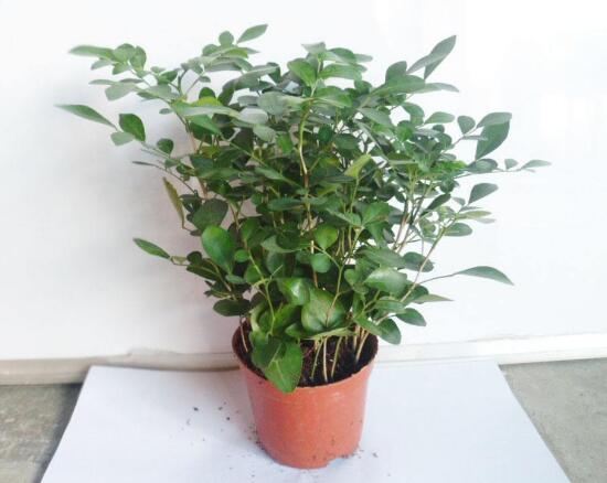 九里香烂根掉叶,九里香烂根