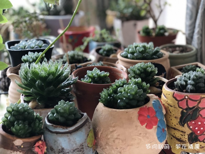 澶忚姳鏈夊摢浜涜姳,澶氳倝鏈夎姳鏈夋灉