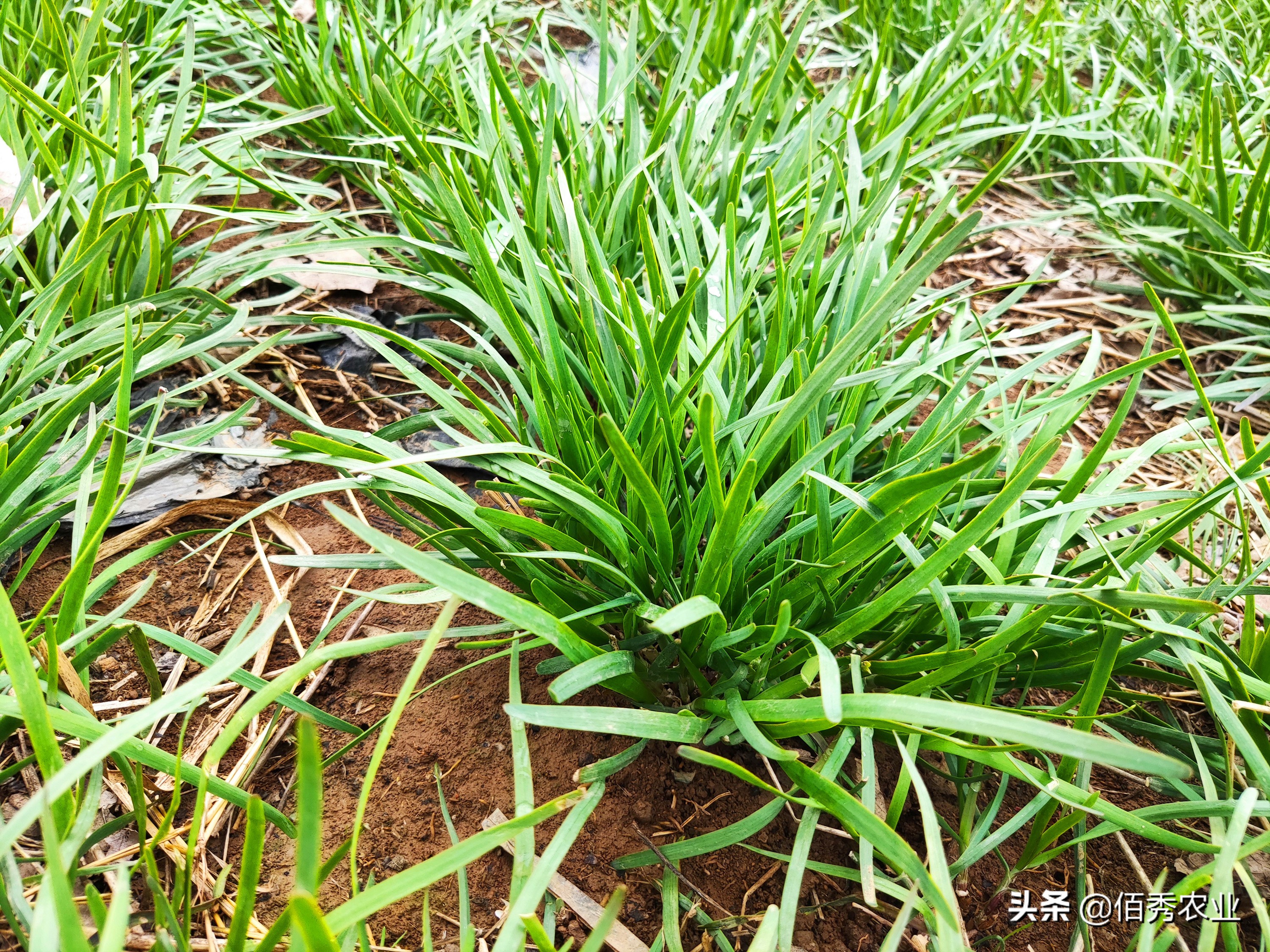 为什么韭菜要打这么多农药,韭菜用杀菌剂好吗视频