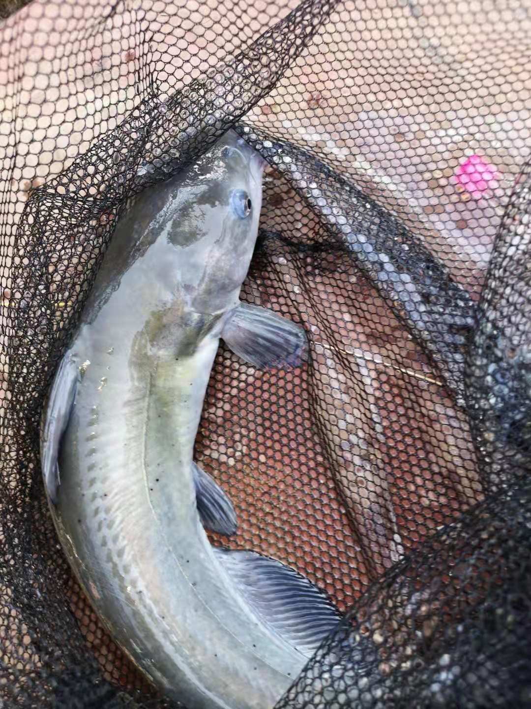 为什么鱼线老是从竿稍打结处断,为什么竿断了鱼会跑