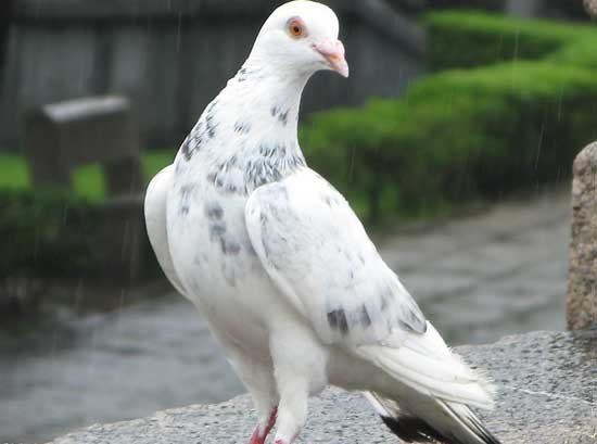 深度分析鸽子养殖成本和利润,看看养鸽子靠谱不