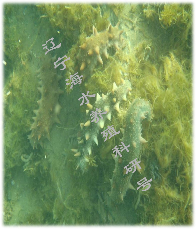 刺参工厂化养殖投喂时注意的问题,刺参养殖