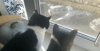 外出携带猫包哪种比较好,带猫出门适合什么样的猫包