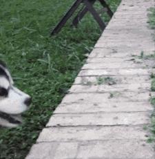 搞笑gif开心一刻这才是真正的赢家,开心一刻gif笑死人