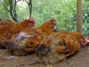 散养鸡病防治方法,养鸭怎样防治鸡病