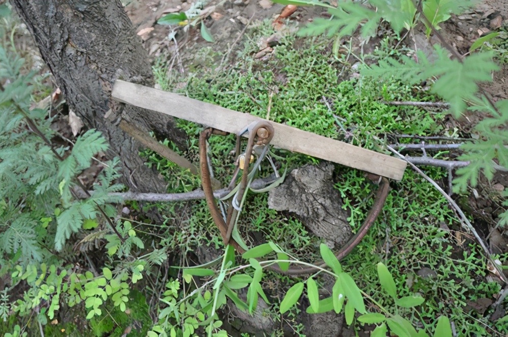 抓野兔被抓怎么处罚,男子抓野猪被民警抓