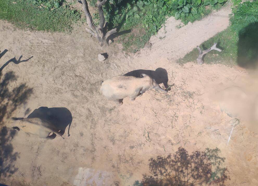 长隆野生动物园的缆车有多久时间,广州长隆野生动物园门票含缆车么