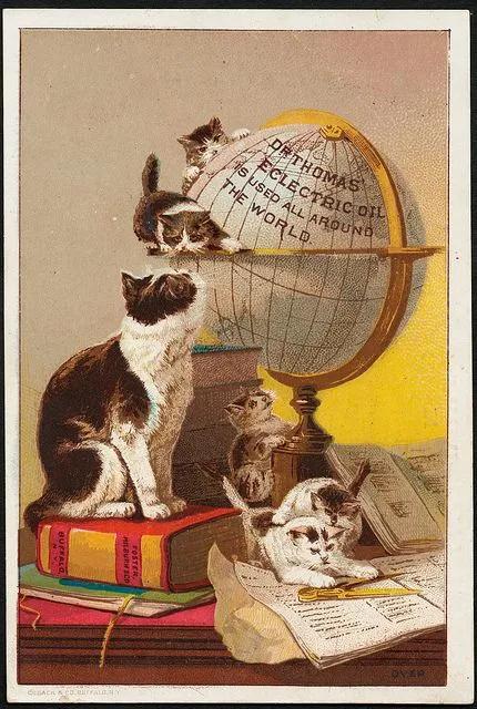 为什么古早广告会出现猫,为何古早广告中经常出现猫