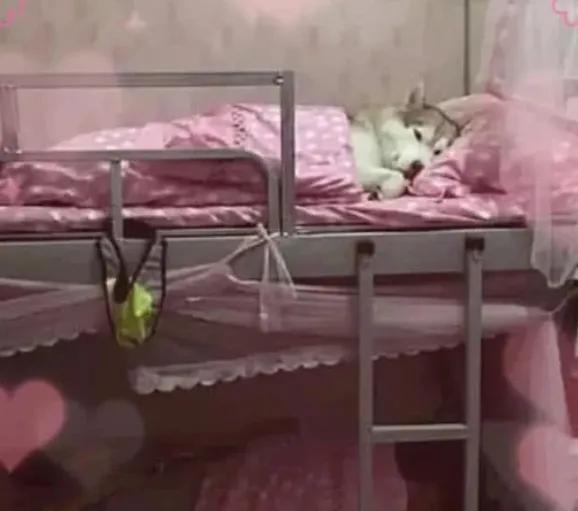 大学生查宿舍违规用品怎么查,大学宿舍被抓到违规物品会发什么