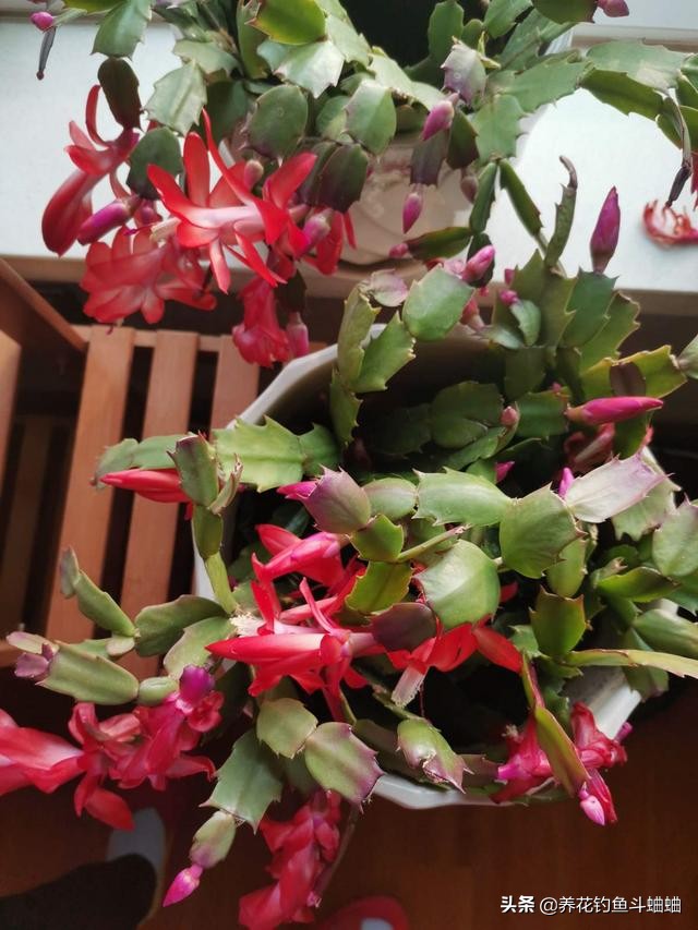 蟹爪兰花缺肥叶片会打蔫吗,蟹爪兰花苞少怎么办