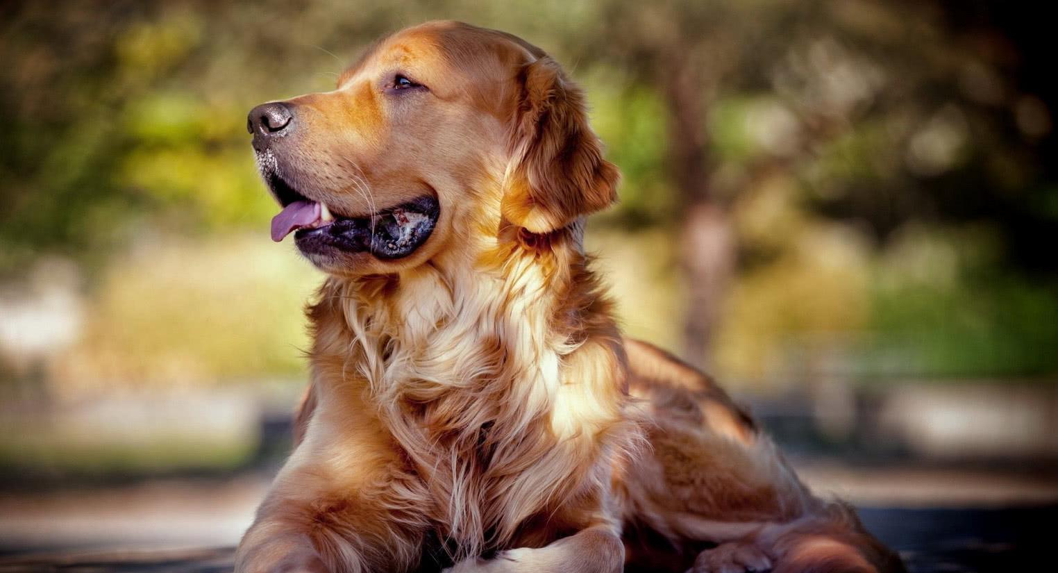 新手养金毛必备知识,养金毛新手入门必知