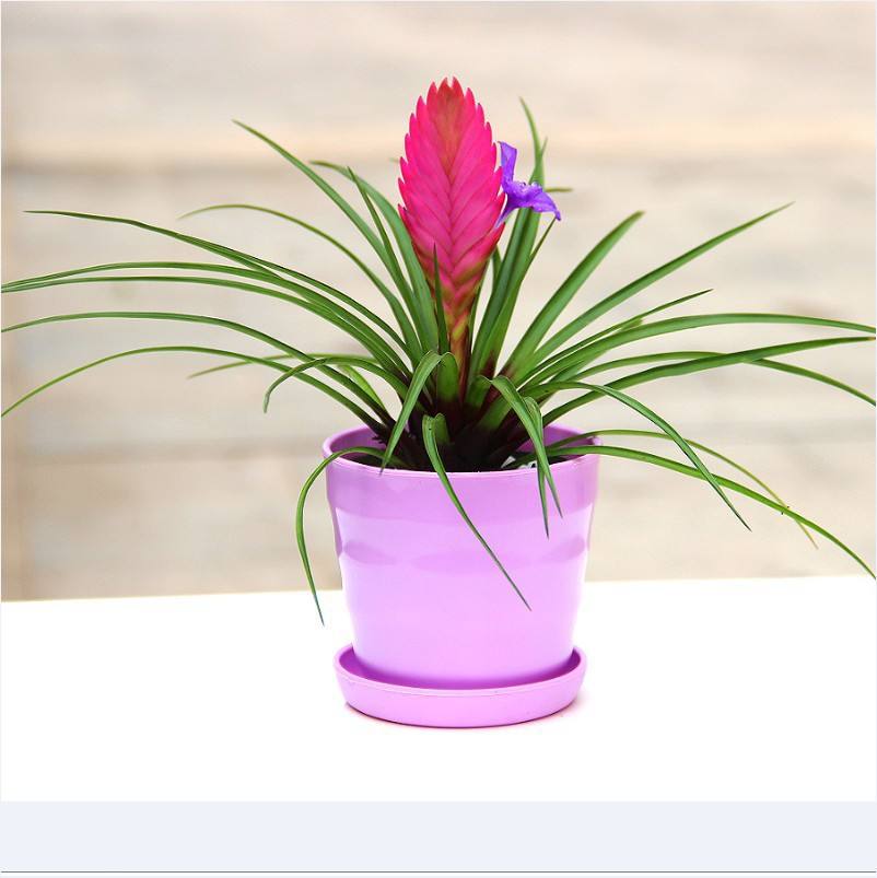 100种常见花卉图谱，收藏起来慢慢看，从此识花不求人