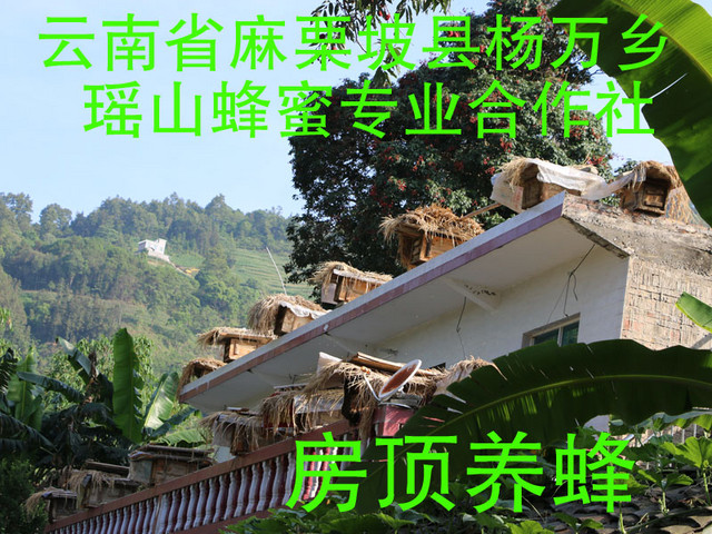 蜂蜜不加工可以直接吃吗,蜂蜜加工成熟方法