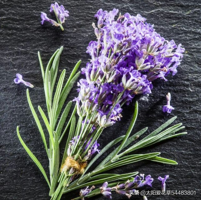 薰衣草盆栽怎么养殖,薰衣草盆栽的养殖方法和注意事项