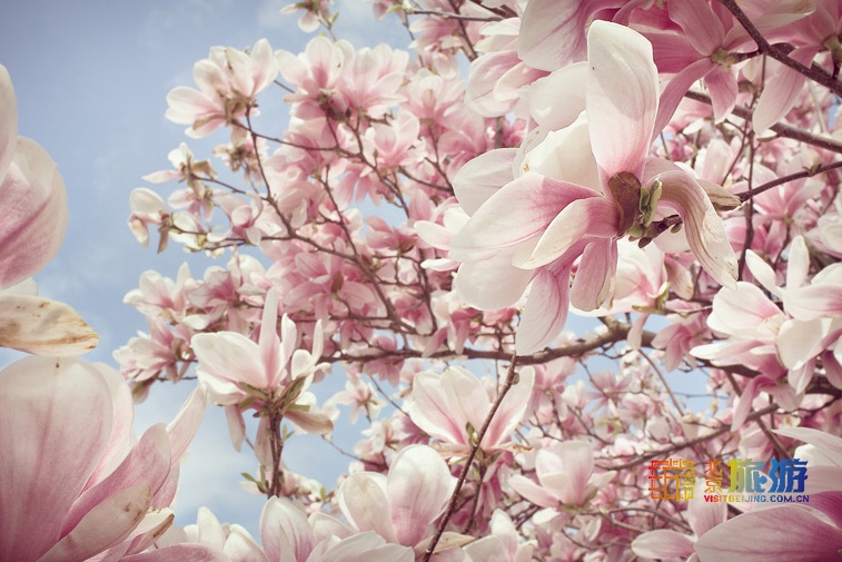 北京哪里的玉兰最好,北京玉兰赏花地