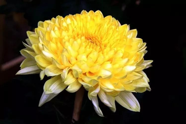 花中四君子菊花国画用笔,花中四君子菊花高清图片