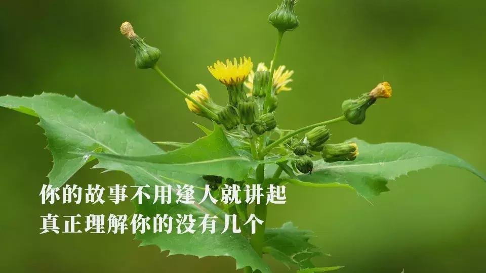 端午粽叶飘香祝福朋友们端午安康,端午节吃粽子短信