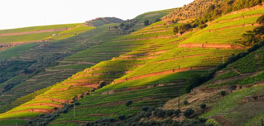 创意包装设计简约也是一种美,令人心动的10款包装设计