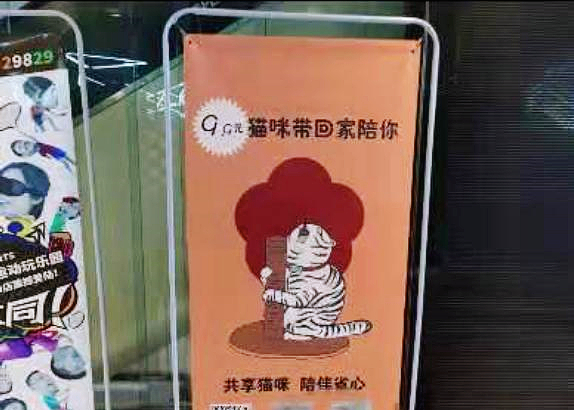 成都惊现9.9元租猫服务，十几只猫咪抢购一空，租猫还需排队