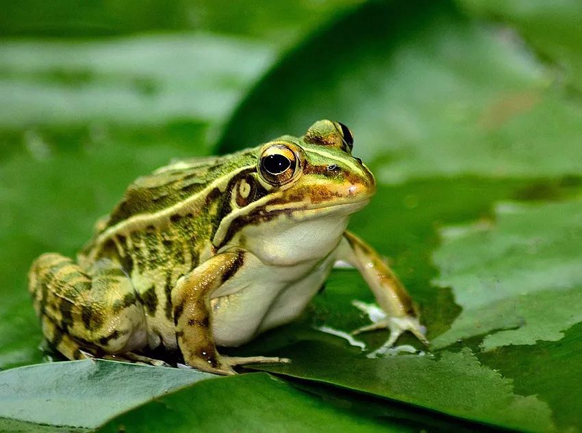 李时珍未解之谜,李时珍历史记载