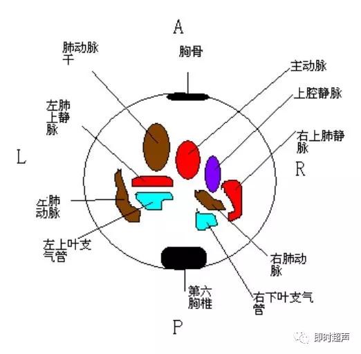 胎儿心脏三种血管关系模式图,25周的胎儿心脏弓切面多少正常