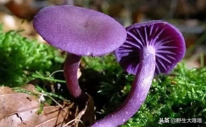 春天穿这些颜色真是美爆了,冬天穿这些颜色真的太美了