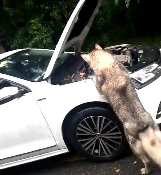 哈士奇拦车不让走，二哈：车可以走，引擎里的猫留下
