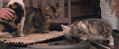 拯救不开心之类电影推荐,十部让人内心平静的电影