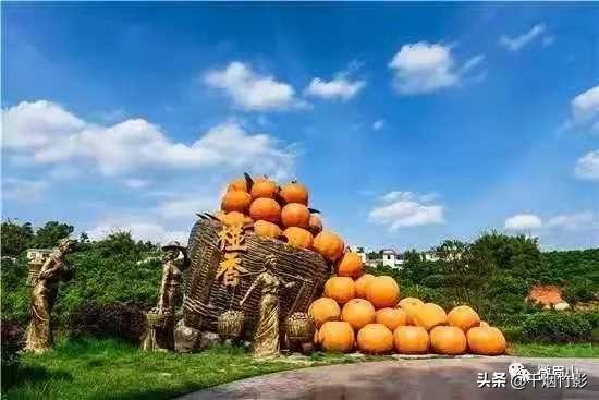 不知火春见,不知火丑橘春见