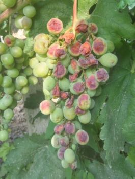 葡萄防日灼伞罩选什么颜色好,葡萄日灼和气灼的图片