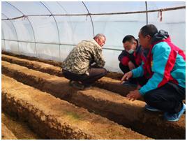 姜苗防病药,姜苗用啥药防治害虫