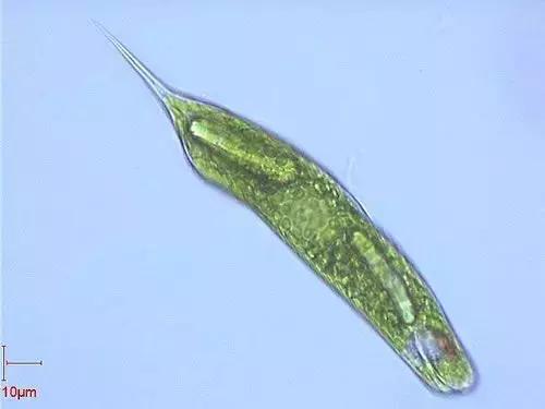 水产养殖藻类老化是怎样的,水产养殖显微镜下各种藻类