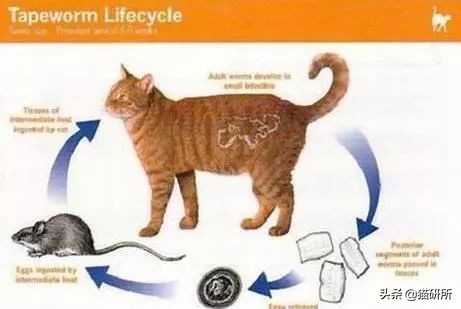 怀疑猫咪身上有虫怎么检查,怀疑猫咪中毒应做什么检查