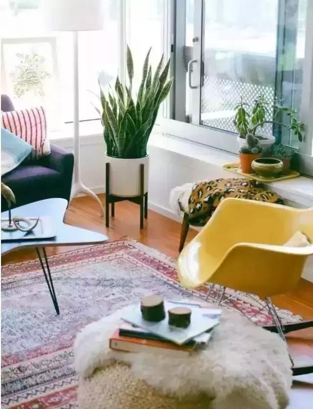 消除新房甲醛的是哪种盆景植物,吸附甲醛最好植物